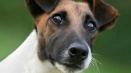 Fox terrier smooth -haired: описание на породата и характера